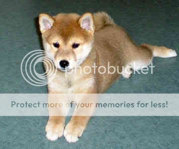 shiba-inu-0058.jpg