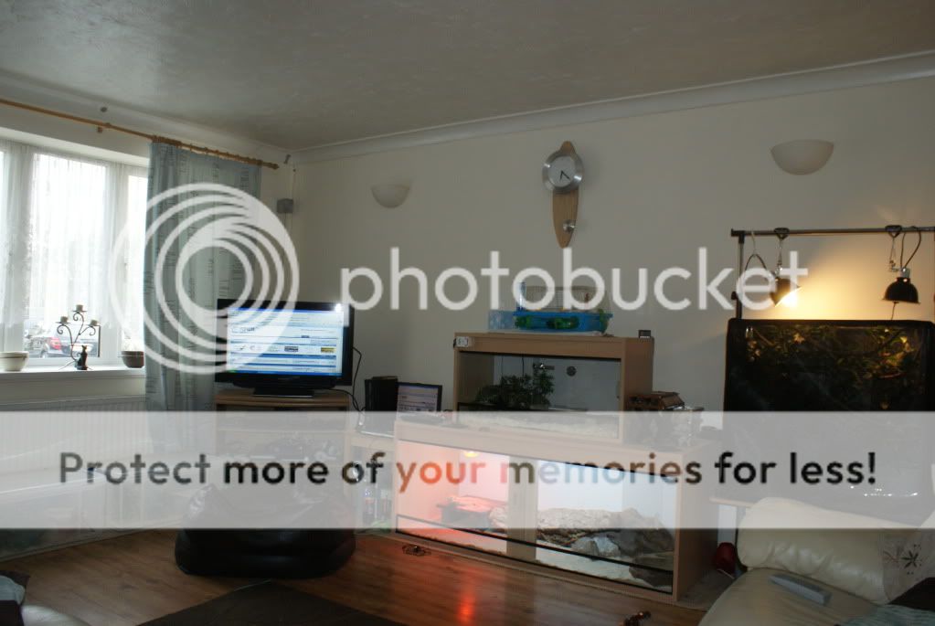 yemen chameleon housing