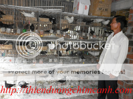 Chim bồ câu Pháp giúp người dân thoát nghèo