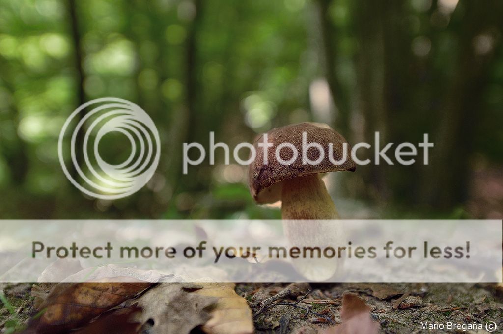 photo MBE_5447-RNXp-Boletus_zpsce94357c.jpg