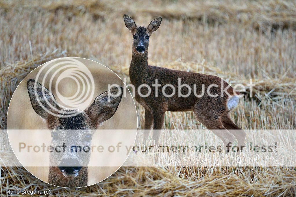 photo MBE_6619-RNXp-Corzo-duiker_zps4644adf1.jpg