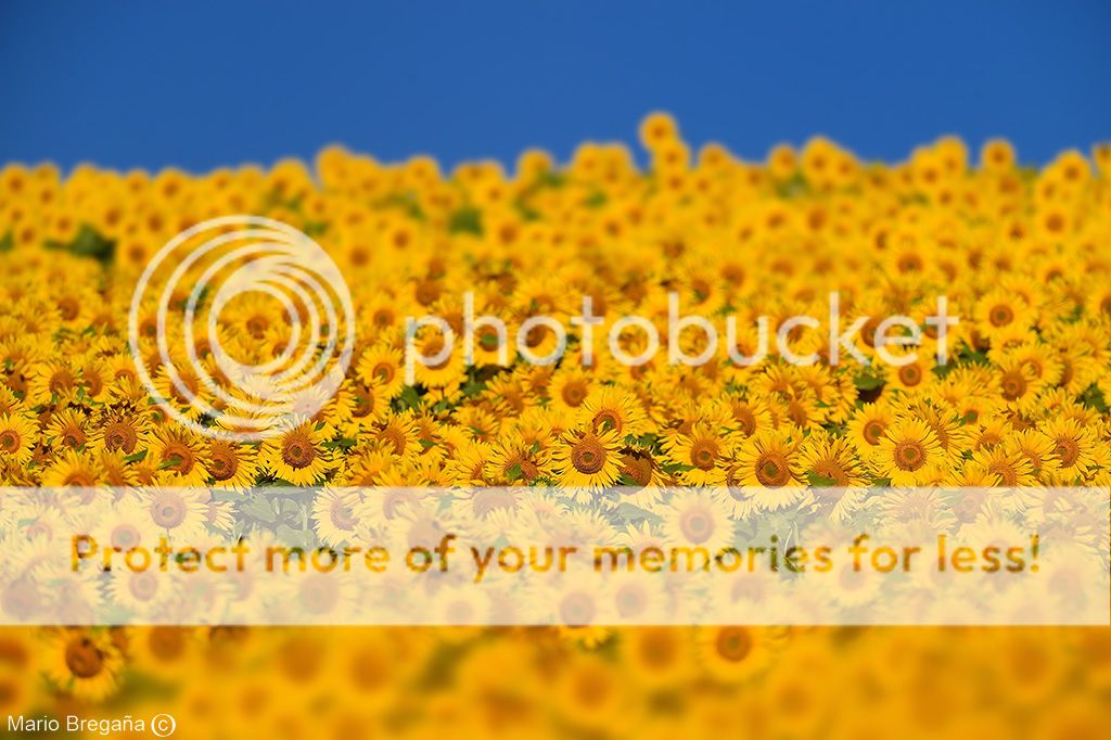 photo MBE_7380-RNXp-Girasoles_zps480ffabe.jpg