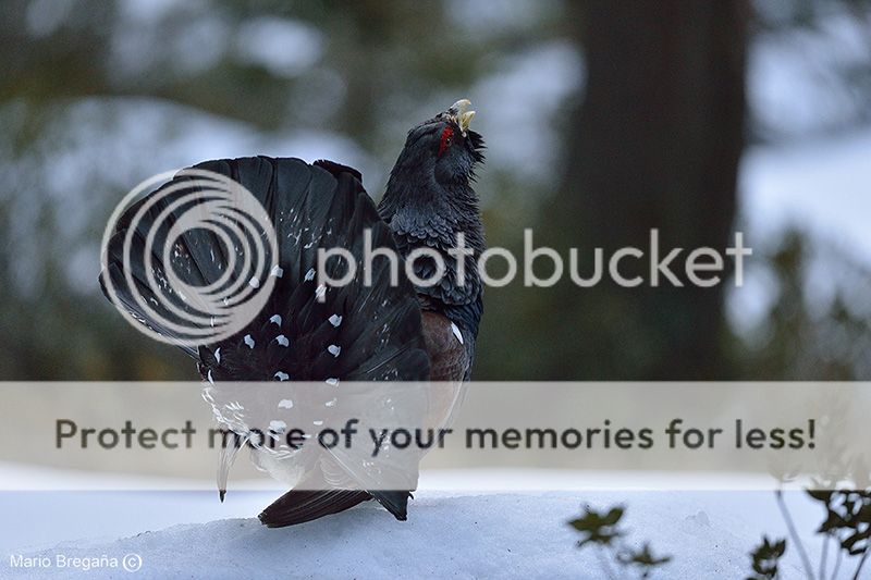 photo MBE_9359-RNXpbr-Urogallo-Basoilar_zps85629535.jpg
