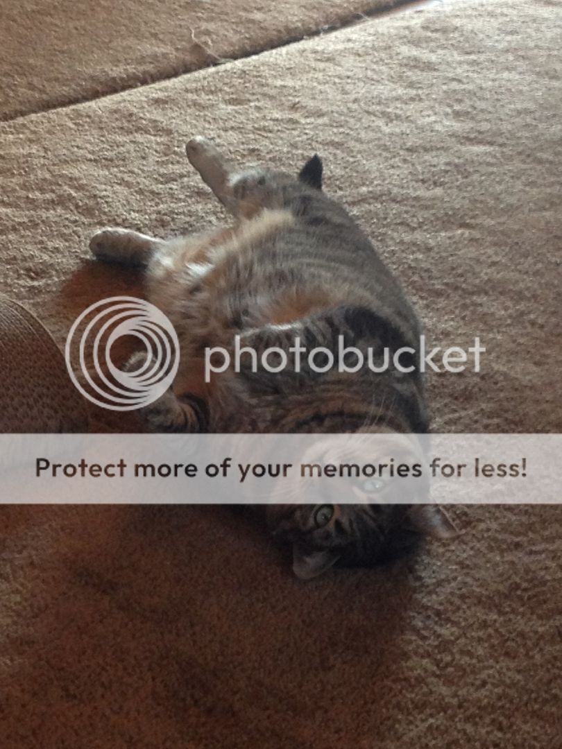 photo Fate laying on back_zpsgm6aw0xl.jpg