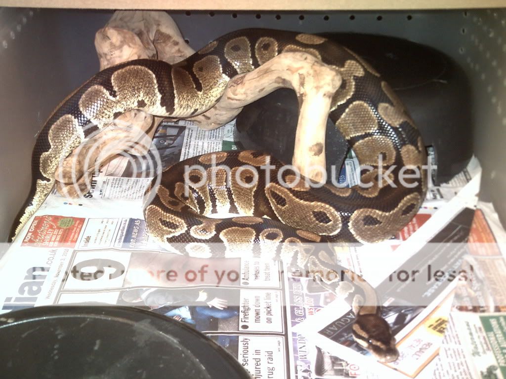 SE England Female Royal Pythons Reptile Forums