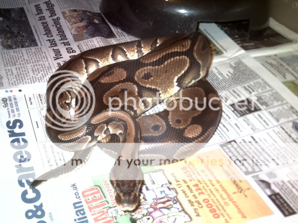 SE England Female Royal Pythons Reptile Forums
